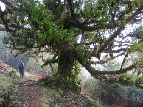 madeira fanal