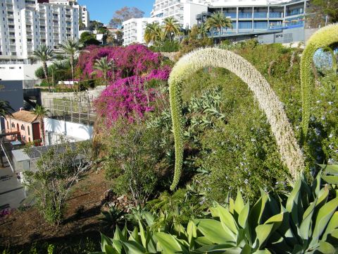 madeira rantapromenadi