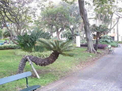 madeira puisto