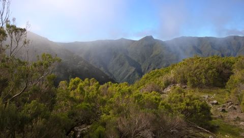 madeira assobiadores fanal
