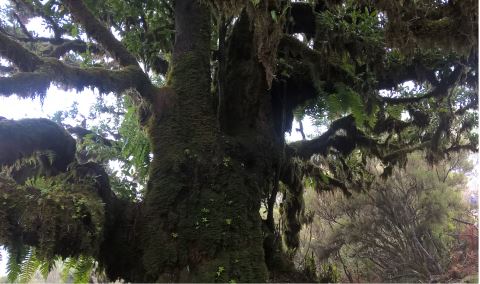 madeira fanal