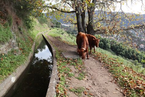 Levada de Norte