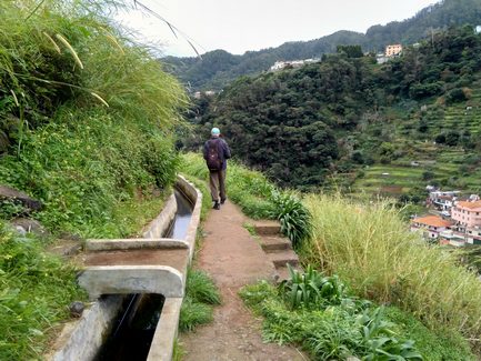Mimosa levada