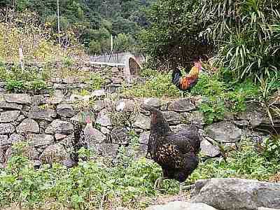 kanoja