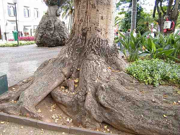 puiston puita