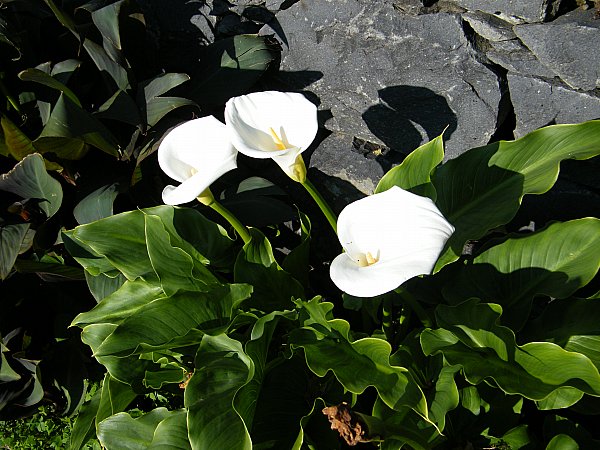 kalla