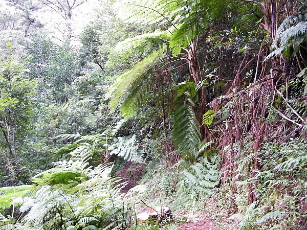 Madeira, laurisilva mets