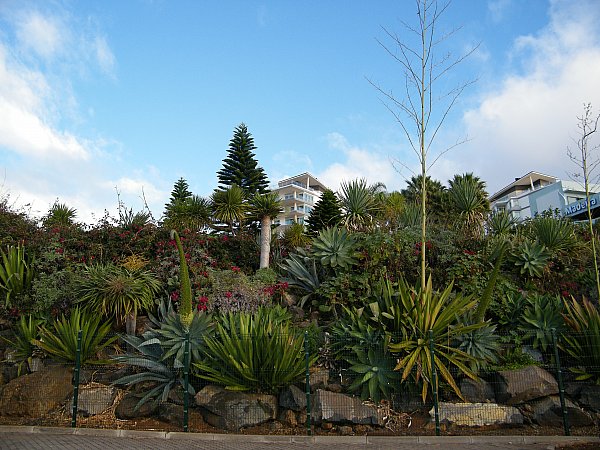 Madeira, rantapromenadia