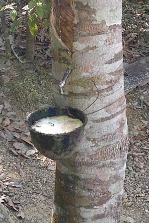 kumipuu