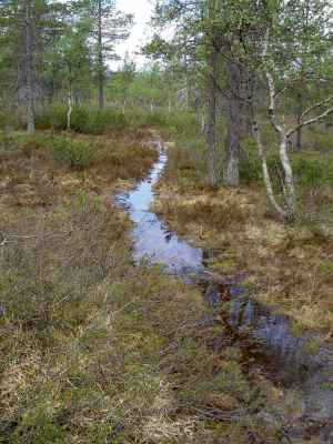 Märkä polku