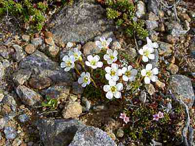 Uuvaana