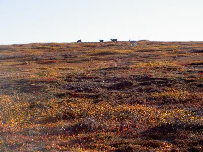 Vahtamapään rinne
