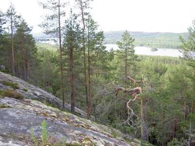 Jauhovaara