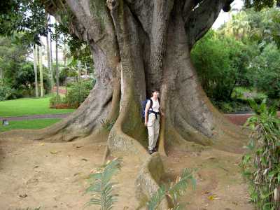 ficus