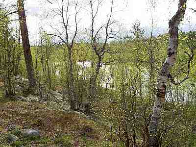 Nuorttijoen rantaa