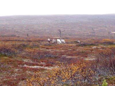 poroja - 33510 Bytes