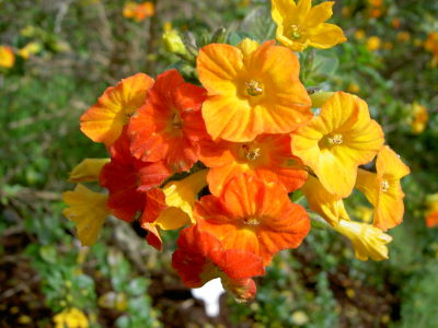 PICT7731a