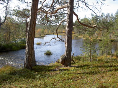 Kiertmoja