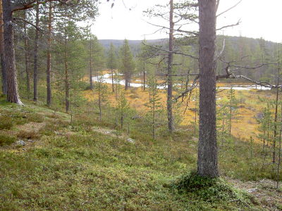 Vellinsärpimäoja