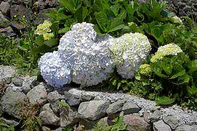 hortensia
