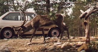 Fiesta 1983 - 12 kb