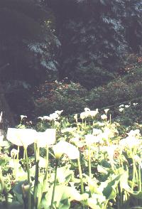 km13a.JPG - 15802 Bytes
