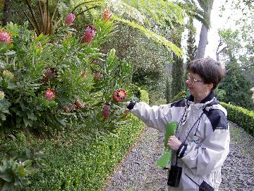 Protea - 40369 Bytes