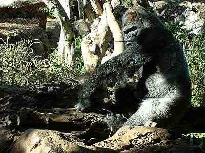 Gorilla