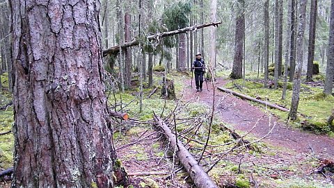 Mastomen polku