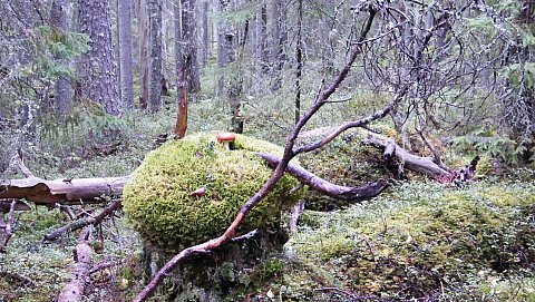 Pyhä-Häkin polun varrelta