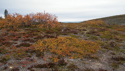 Tunturissa