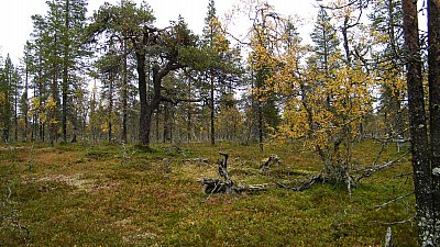 Polun varrelta