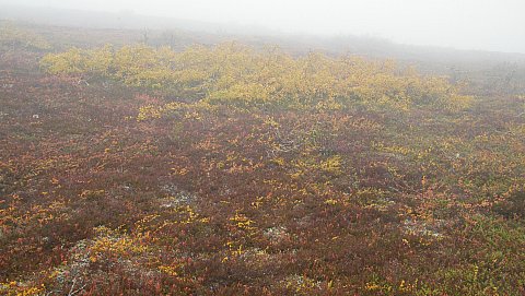 sumua