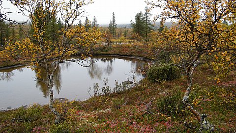 sumuinen ruska