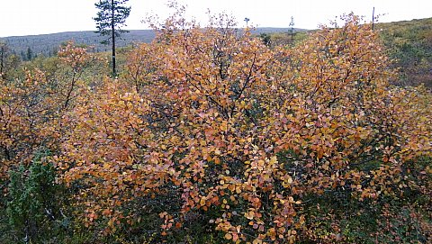 ruska