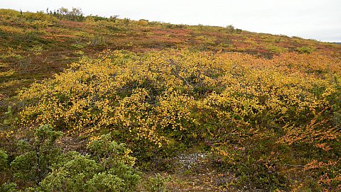 ruskakuva