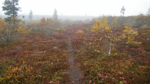 sumua ja ruskaa
