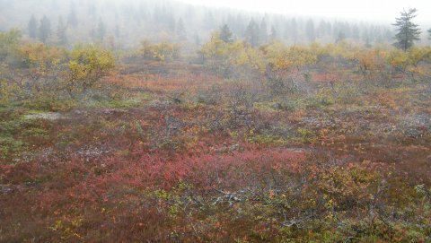 sumua ja ruskaa
