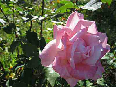 IMG_0236a.jpg - 13490 Bytes