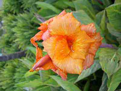 PICT0047a.jpg - 10479 Bytes