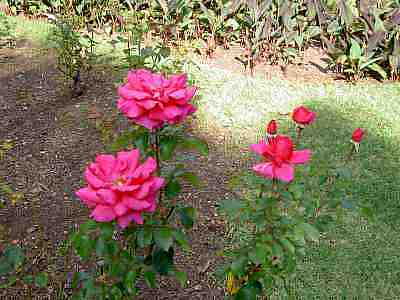 PICT0215a.jpg - 18023 Bytes