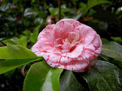 PICT0320a.jpg - 10332 Bytes