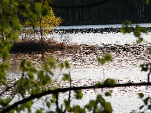 joutsenet järvellä